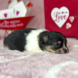 Black Tri AKC girl - Tri-colored female Pomeranian puppy in Princeton, New Jersey from PureLove Poms.