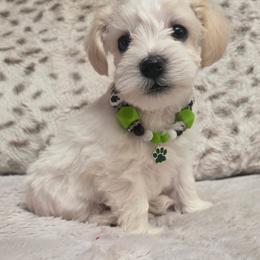 Green Collar Male - White male Miniature Schnauzer puppy in Sacramento, California from Hardcastle Family Schnauzer’s