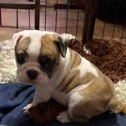 Luna Lovegood - Pink Collar - Fawn and white female Bulldog puppy in Krum, Texas from K & K Little Blessings