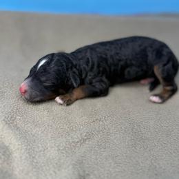 Atticus - Phantom male Poodle puppy in Greeneville, Tennessee from Smokey Mountain Sheepadoodles