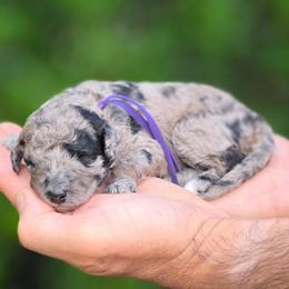 (Purple Collar ) Sequoia - Merle female Goldendoodle puppy in Granite Falls, North Carolina from Carolina Goldendoodles