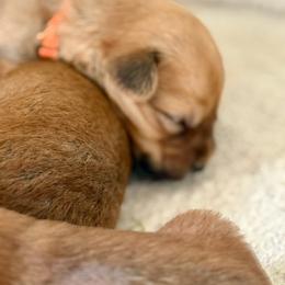 Orange - Wheaten male Soft Coated Wheaten Terrier puppy in Gordonville, Texas from Serenity Valley Wheatens