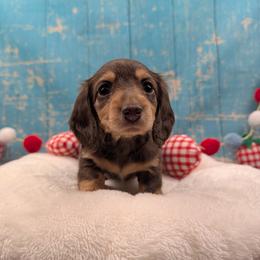 Ada-Reserved - Chocolate and tan female Dachshund puppy in Dothan, Alabama from Hot Diggity Doxies of Dothan