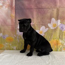Vera-Black female - Black female Cane Corso puppy in Loogootee, Indiana from Walnut Creek Cane Corso