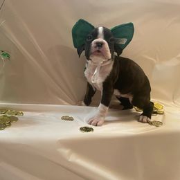 Maybelle Carter - Brindle Boxer puppy in Willard, North Carolina from Boone’s Boxers of North Carolina