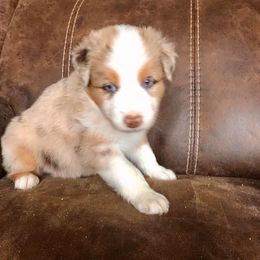 Australian Shepherd Puppies from TK Australian Shepherds