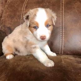 Australian Shepherd Puppies from TK Australian Shepherds