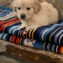Golden Retriever Puppies from Double Down Retrievers