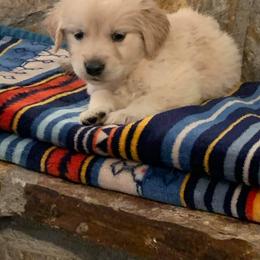 Golden Retriever Puppies from Double Down Retrievers