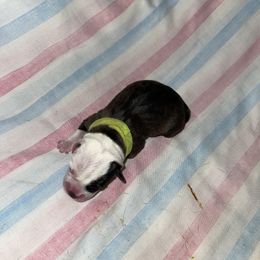 Yellow Girl - Boston Terrier puppy in Winnie, Texas from Tina Terry's Boston Terriers