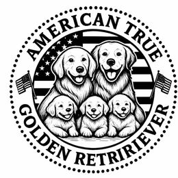 Golden Retriever Puppies from American True Golden retriever