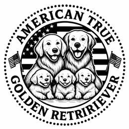 Golden Retriever Puppies from American True Golden retriever