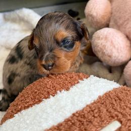 Frappe - Merle female Bernedoodle puppy in Toledo, Ohio from Avery Doodle Day LLC