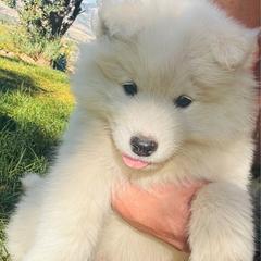 Snowflake - White female Samoyed puppy in Morgan, Utah from Mountain Legacy Samoyeds