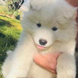 Snowflake - White female Samoyed puppy in Morgan, Utah from Mountain Legacy Samoyeds
