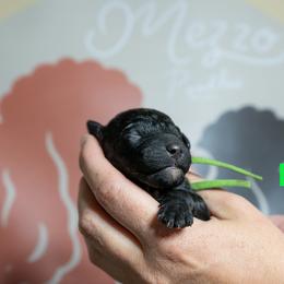 Kale - Black female Poodle puppy in Spring Branch, Texas from Mezzo Poodles