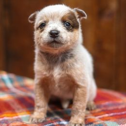 Beanie - Red speckled female Australian Cattle Dog puppy in Gatlinburg, Tennessee from Greenbrier