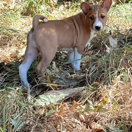 Basenji Puppies from Basenji Puppies
