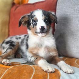 Crunch - Blue merle male Miniature Australian Shepherd puppy in Killen, Alabama from Wilkers Wholehearted Mini Aussies