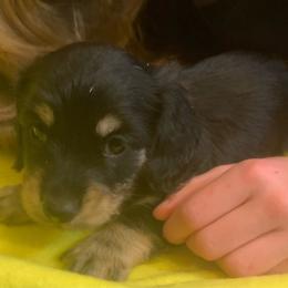 Pepe AKC full rights - Black and tan male Dachshund puppy in Elizabethtown, Kentucky from Teeny Tiny Puppy Tails