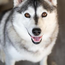 Indy - Gray and white female Pomsky puppy in San Mateo, California from The Pomsky Garden
