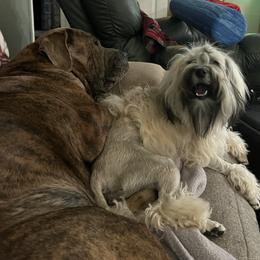 Cane Corso and Lowchen from High Royal Kennel