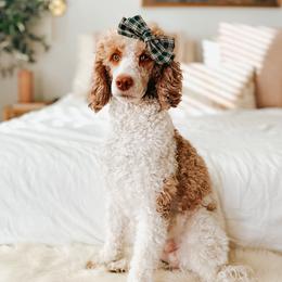 Winnie - Poodle