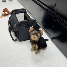 Yorkshire Terrier Puppies from Diamond in a Rough Yorkies