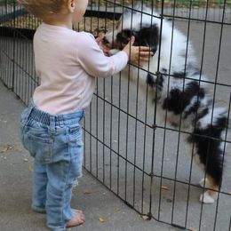 Australian Shepherd Puppies from Badlands Australian Shepherds
