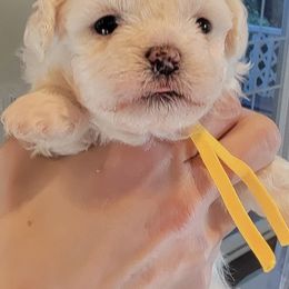 Fozzi - Cream male Shichon puppy in Kent, Washington from Mad Hatter Farm