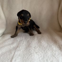 Kaylie - Black and tan female Airedale Terrier puppy in Thomasville, North Carolina from Beitzel Babies