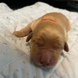 Boy 4 - Golden male Golden Retriever puppy in Dry Fork, Virginia from Sarah's Golden Retrievers