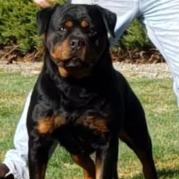 Toscano - Rottweiler