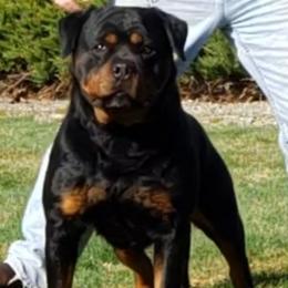 Toscano - Rottweiler