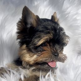 Armonn (Tiny) - Black and gold male Yorkshire Terrier puppy in Las Vegas, Nevada from Yorkiepupsntcups