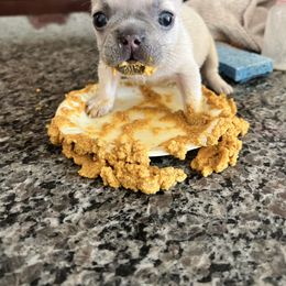 French Bulldog Puppies from Moore Puppy Love