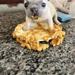 French Bulldog Puppies from Moore Puppy Love