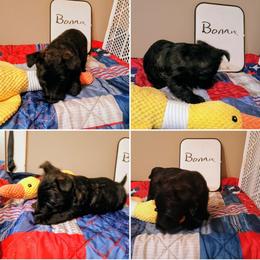 Bonnie Black Female - Black female Scottish Terrier puppy in Smiths Grove, Kentucky from Moore's We Little Farm AKC Scotties