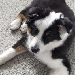 Australian Shepherds from Four Oaks Australian Shepherds