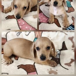 Hunter - Cream male Dachshund puppy in Anaconda, Montana from Williams Family Dachshunds