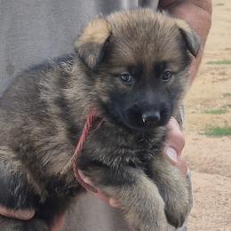 Girl 1 Red - Sable female German Shepherd puppy in Lake George, Colorado from High Country German Shepherds