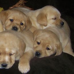 Labrador Retrievers from KC Labradors