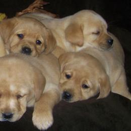 Labrador Retrievers from KC Labradors