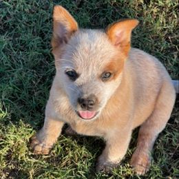 Boy 4 - Red speckled male Australian Cattle Dog puppy in Pryor, Oklahoma from Branded Outlaw Cattle Dogs