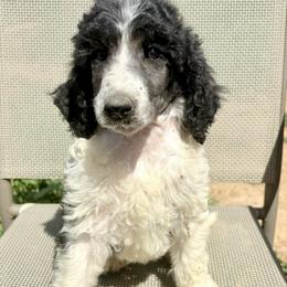 Willow - Parti female Poodle puppy in Meadowbrook, California from Standard Poodle Pups