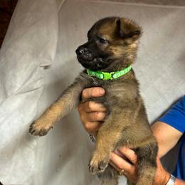 Green collar male - Sable male German Shepherd puppy in Ann Arbor, Michigan from Von Der Havier German Shepherds