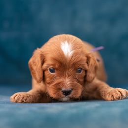 Boots - Red male Cavapoo puppy in Daphne, Alabama from Harper Doodles