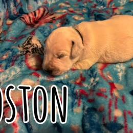Dalmatian Puppies from 101 Dew Dream Valley Dalmatians
