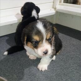 Eagle - Black and tan female American Corgi puppy in Ellensburg, Washington from Faery Mount Farm