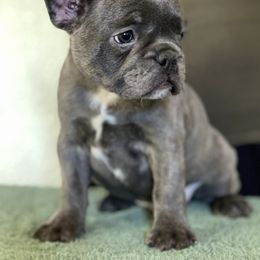 Boston Terrier and French Bulldog Puppies from High Plains